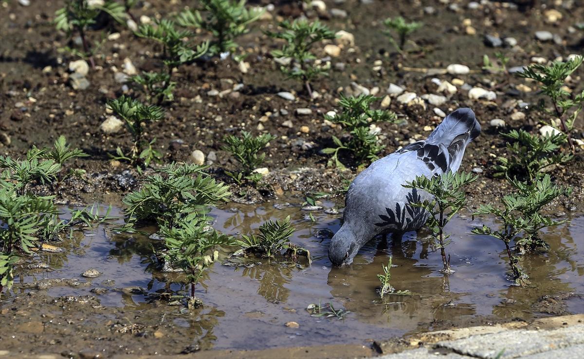 Sıcak havalarda hayvanları unutmayın