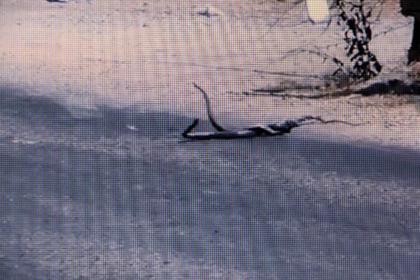 Muğla'da yılanların dansı görüntülendi