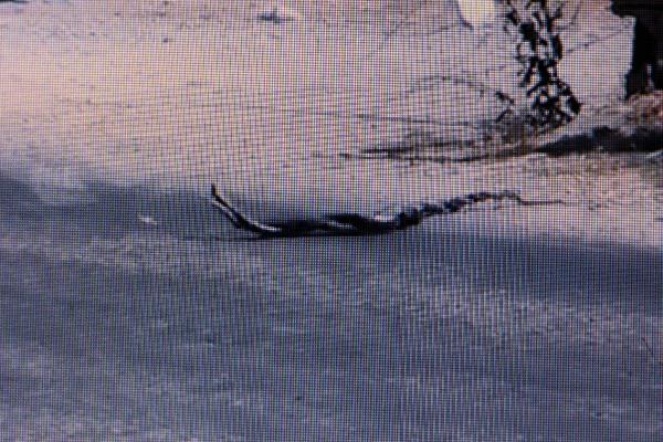 Muğla'da yılanların dansı görüntülendi