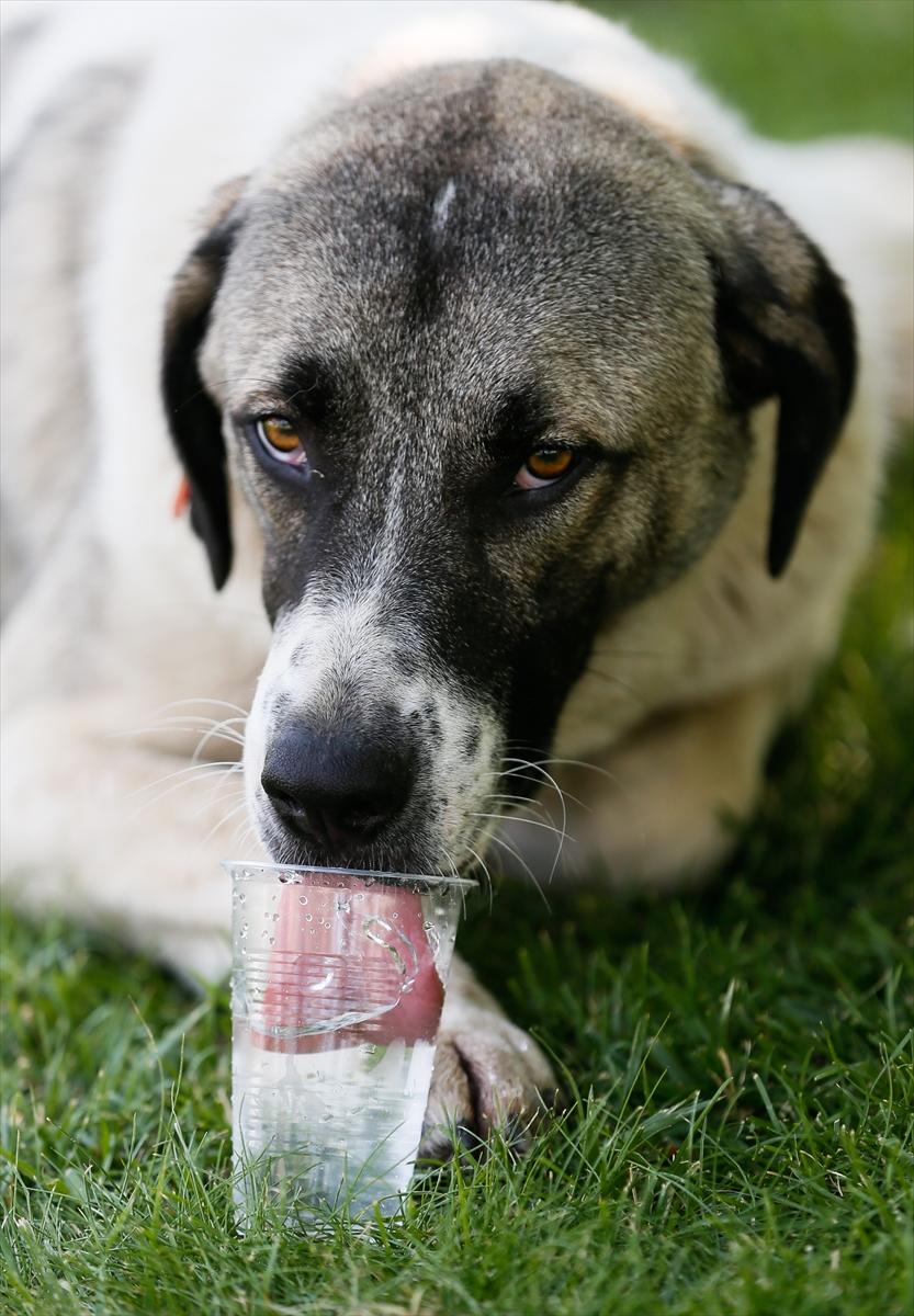 Sıcak havalarda hayvanları unutmayın