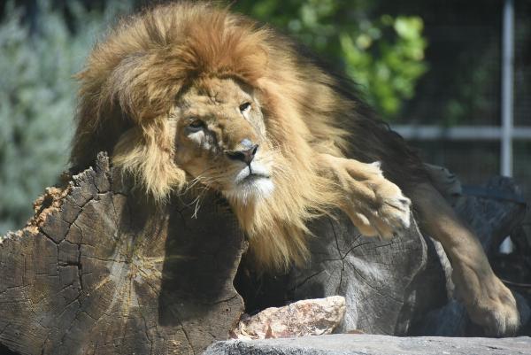 Sıcak, vahşi hayvanları da etkiledi