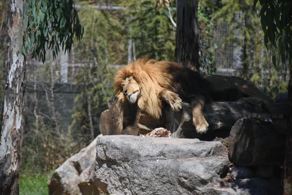 Sıcak, vahşi hayvanları da etkiledi