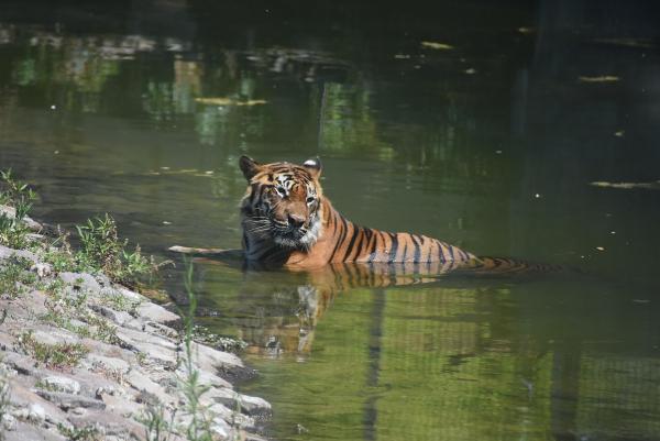 Sıcak, vahşi hayvanları da etkiledi