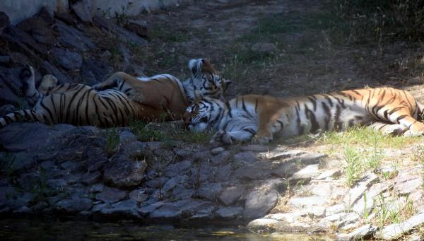 Sıcak, vahşi hayvanları da etkiledi