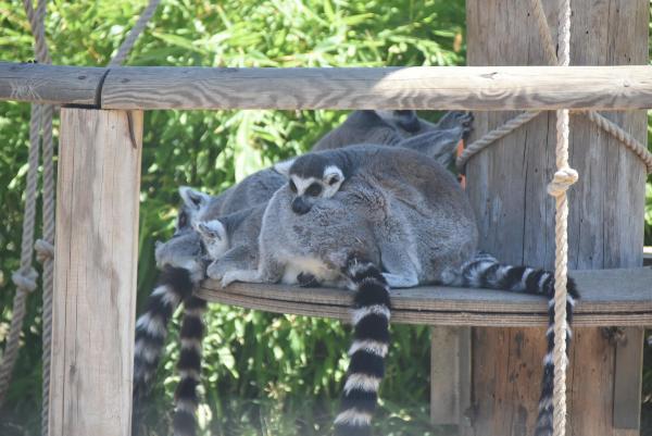 Sıcak, vahşi hayvanları da etkiledi