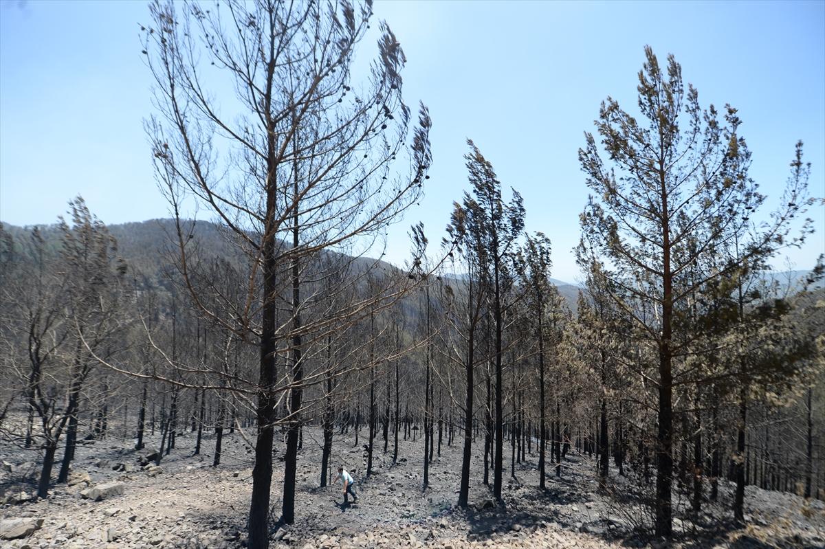 Alanya ve İzmir'de orman yangını