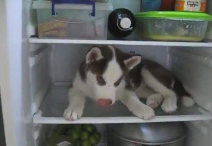 Sıcaktan bunalan Sibirya kurdu dolaptan çıkmadı