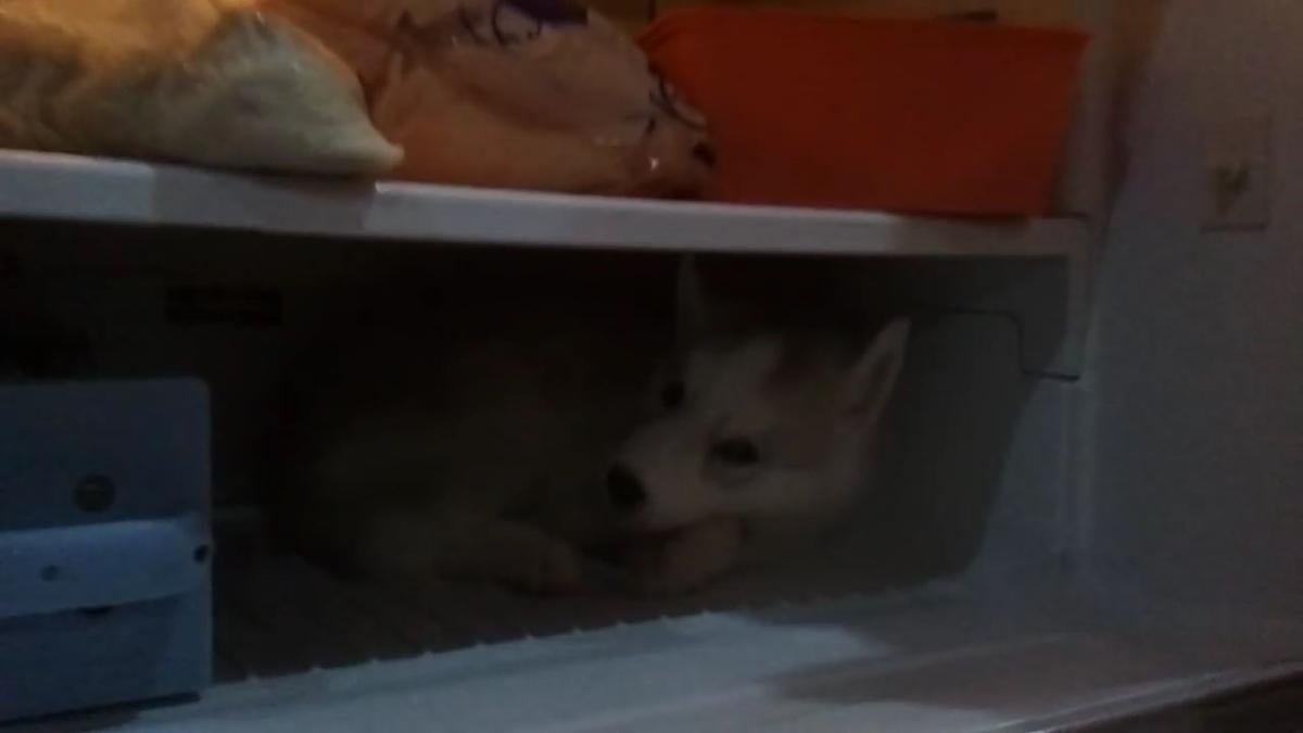 Sıcaktan bunalan Sibirya kurdu dolaptan çıkmadı