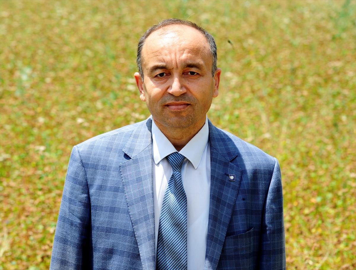 Çölyak hastaları için özel tarla