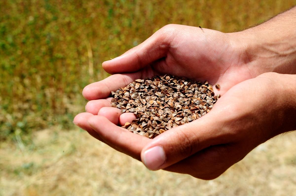 Çölyak hastaları için özel tarla