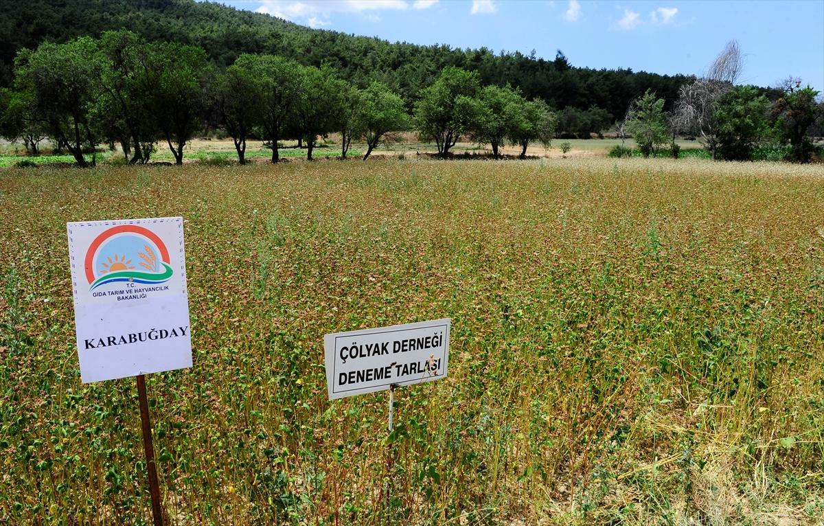 Çölyak hastaları için özel tarla
