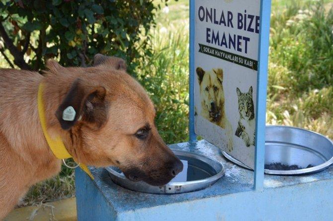 Bakanlıktan sokak hayvanları için örnek davranış