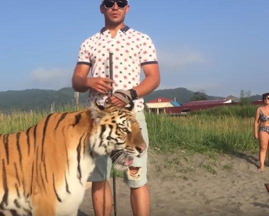 Rusya'da sahile kaplan getirildi