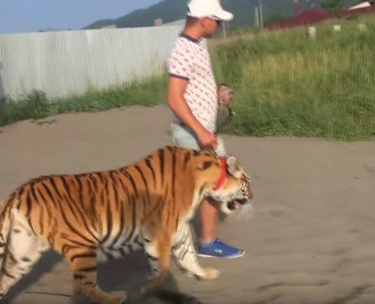 Rusya'da sahile kaplan getirildi