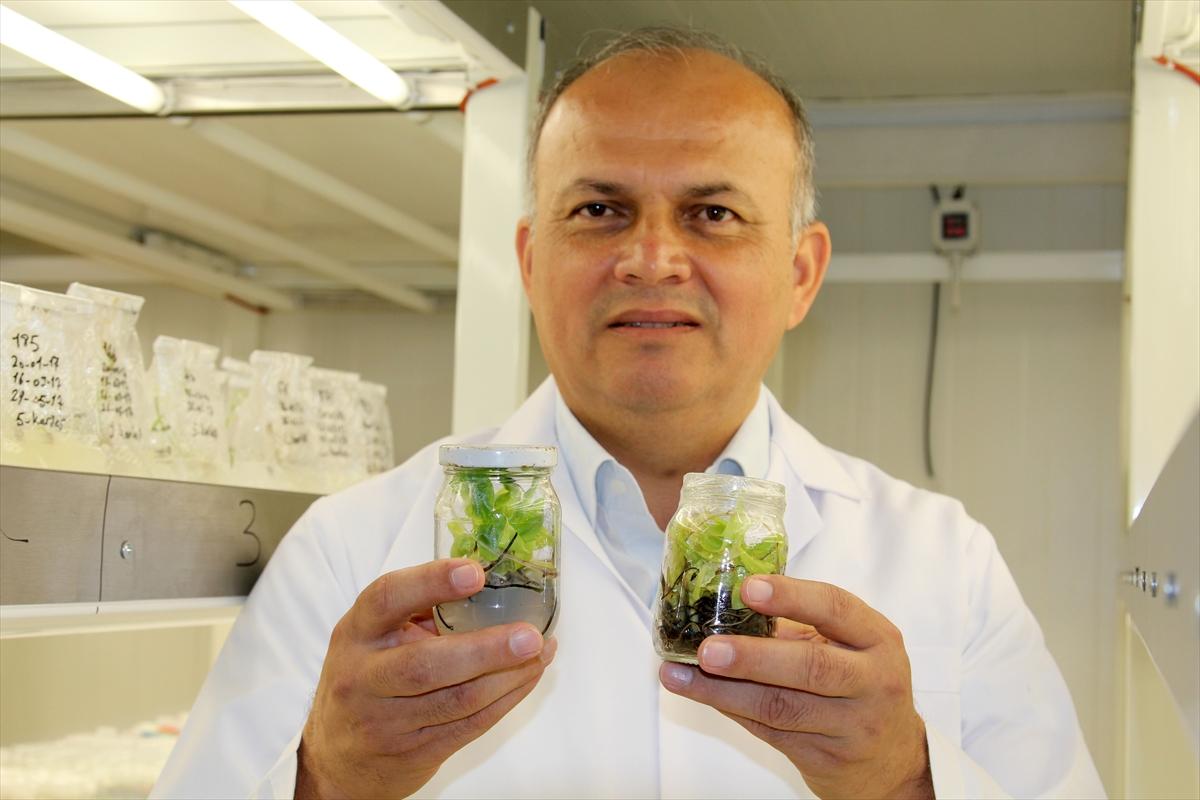 Verimli muz fidanları üretildi