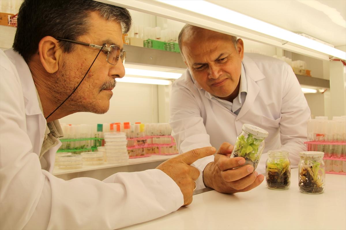 Verimli muz fidanları üretildi