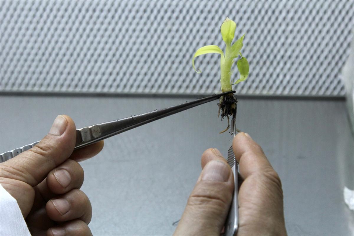 Verimli muz fidanları üretildi