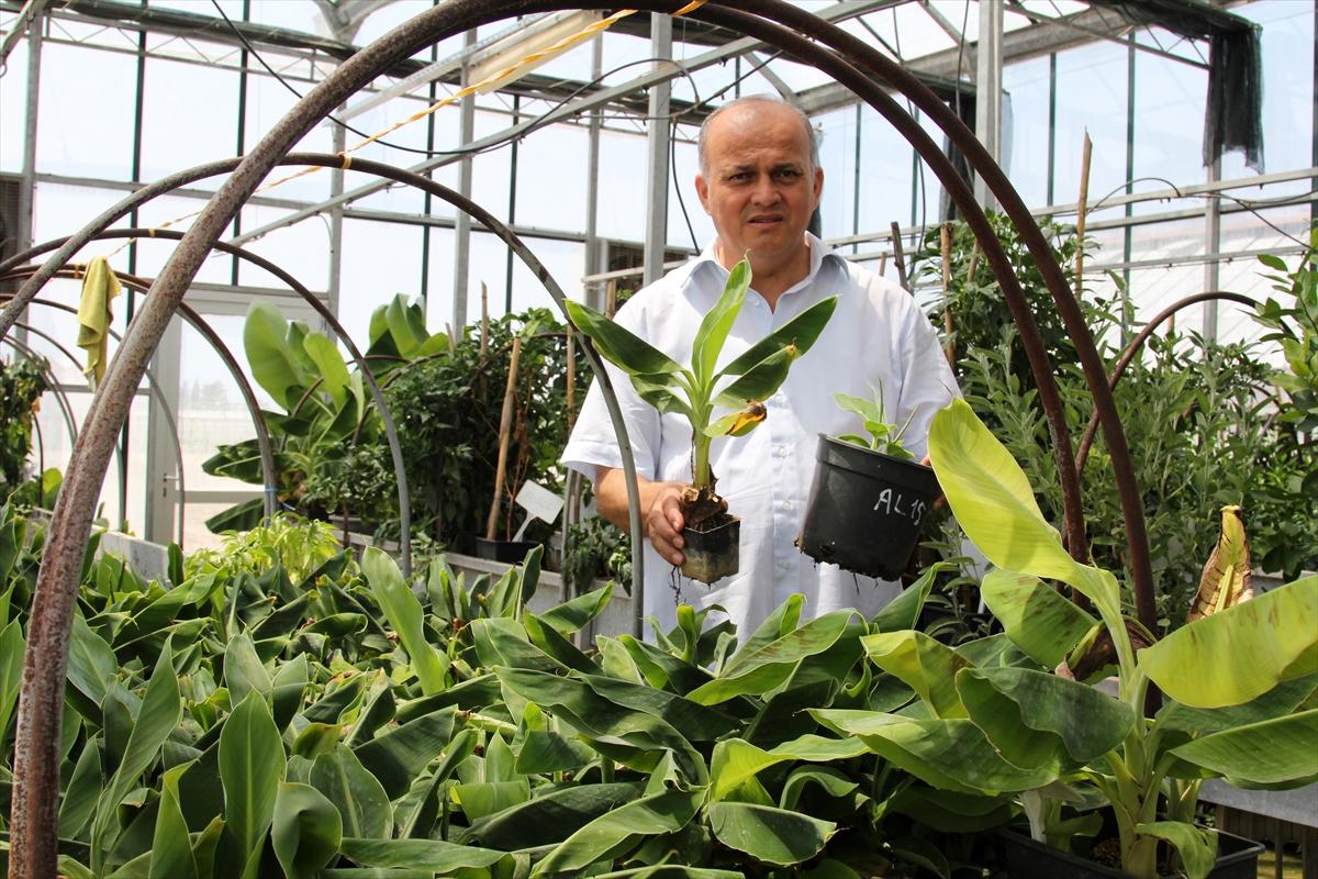 Verimli muz fidanları üretildi