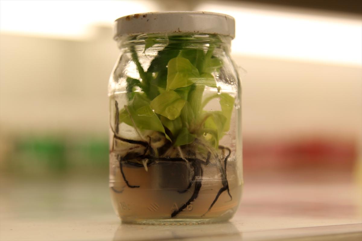 Verimli muz fidanları üretildi