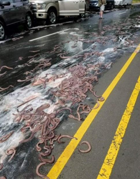 Yılan balığı yüklü kamyon otobanda devrildi