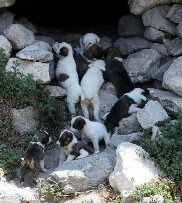 Minik yavrular antik kentte doğdu