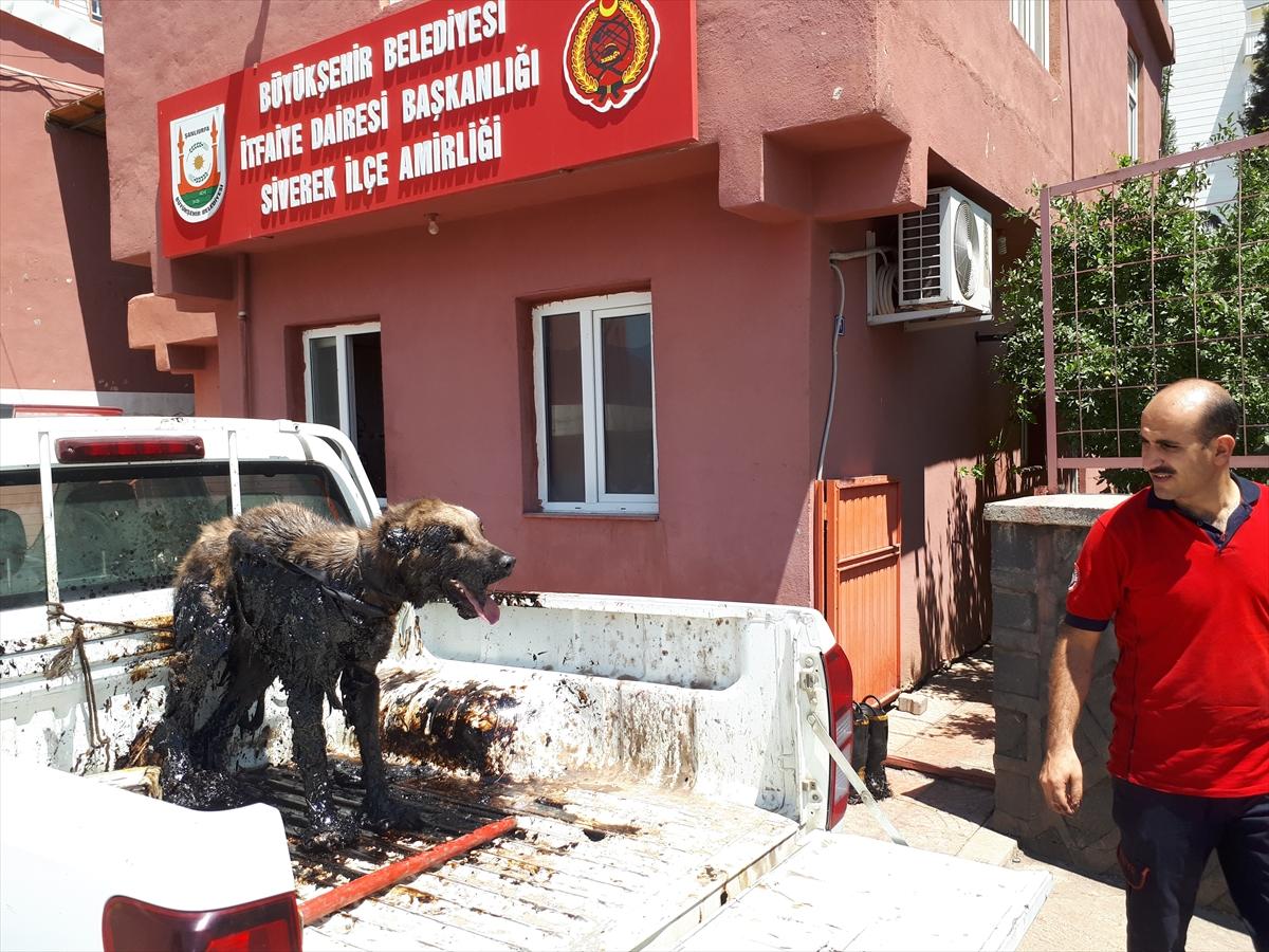 Petrole bulanan köpeği itfaiye kurtardı