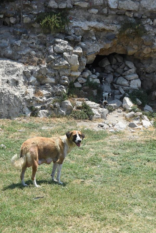 Minik yavrular antik kentte doğdu