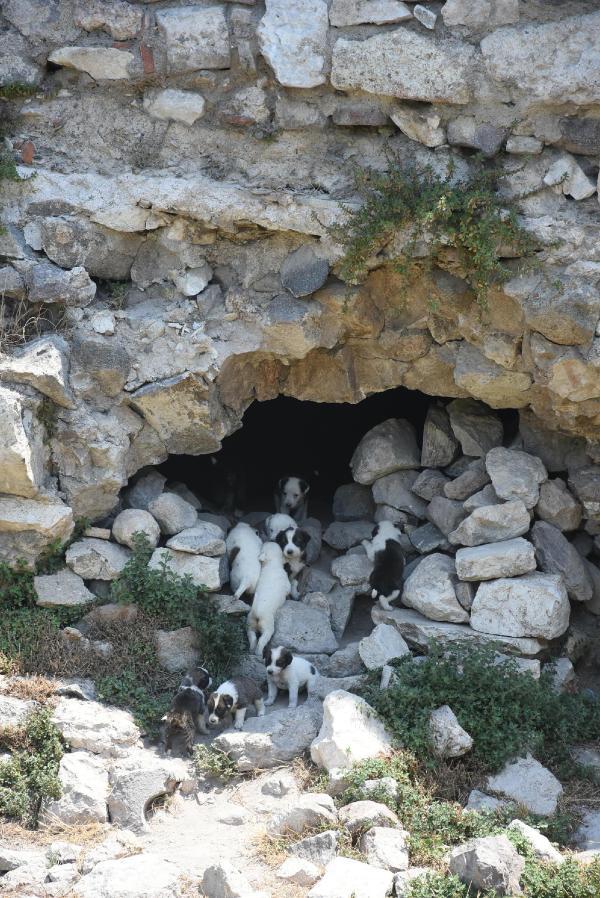 Minik yavrular antik kentte doğdu