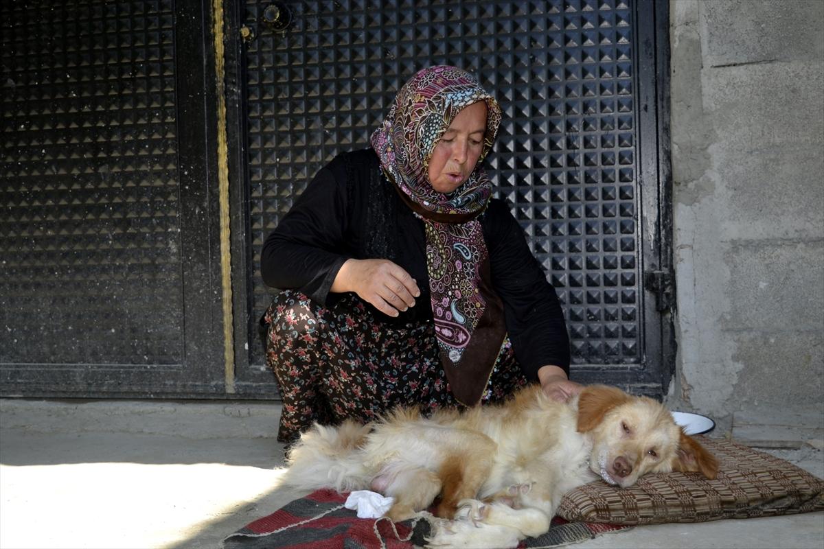 Felçli köpeği hayatta tutan 'anne' sevgisi