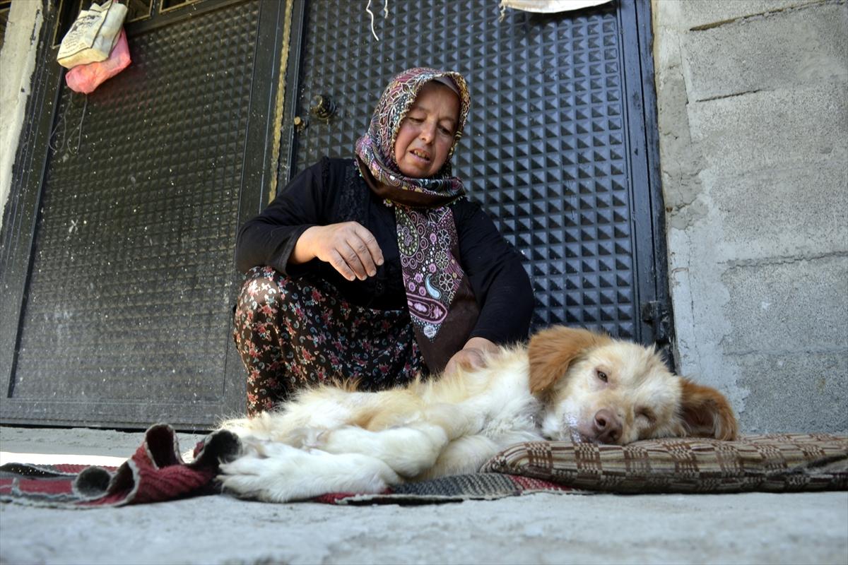 Felçli köpeği hayatta tutan 'anne' sevgisi