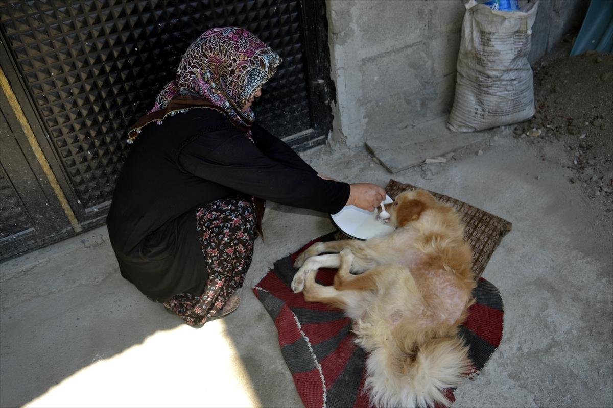 Felçli köpeği hayatta tutan 'anne' sevgisi