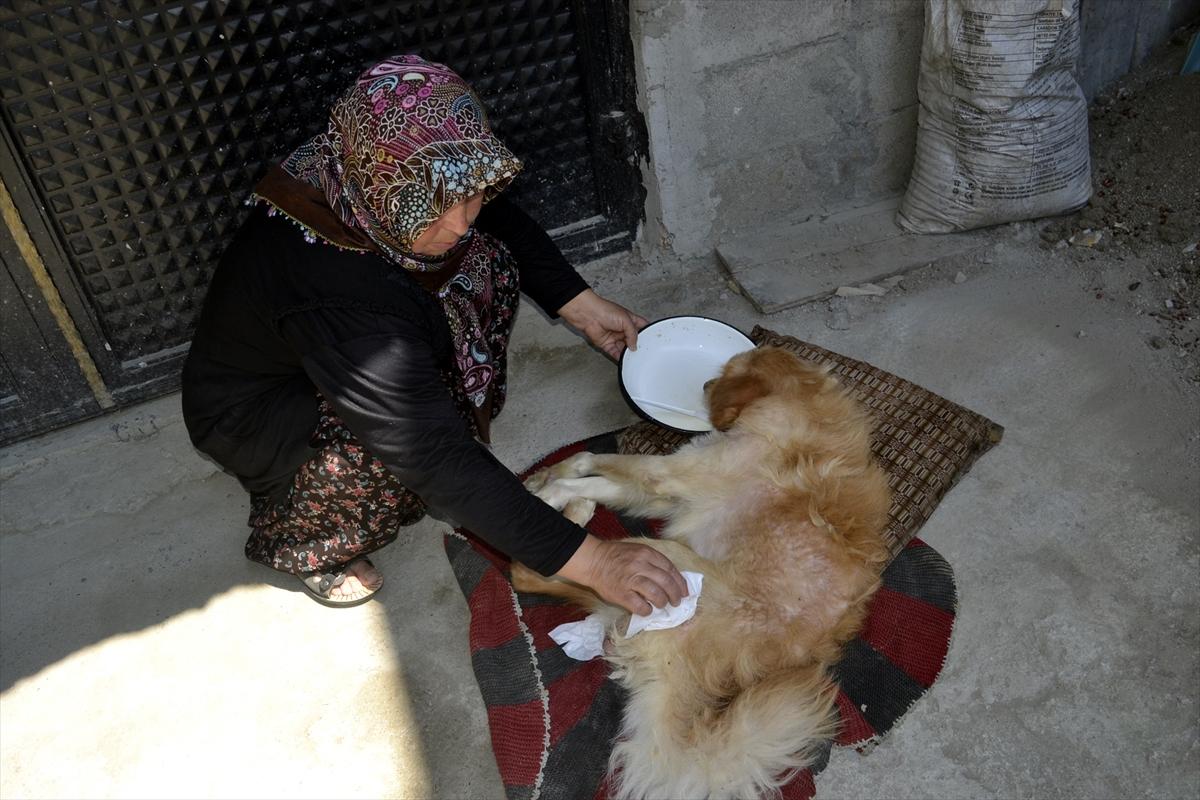 Felçli köpeği hayatta tutan 'anne' sevgisi