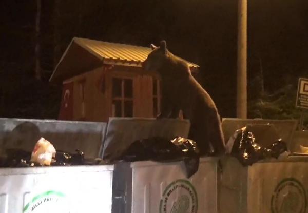 Yavru ayı Uludağ'da yiyecek aradı