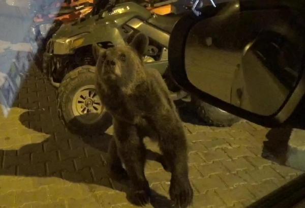 Yavru ayı Uludağ'da yiyecek aradı