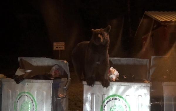 Yavru ayı Uludağ'da yiyecek aradı
