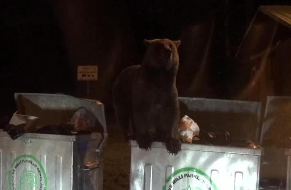Yavru ayı Uludağ'da yiyecek aradı
