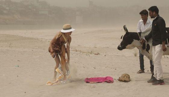 Burcu Esmersoy'u inek yaladı