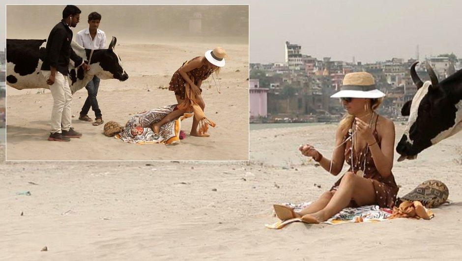 Burcu Esmersoy'u inek yaladı