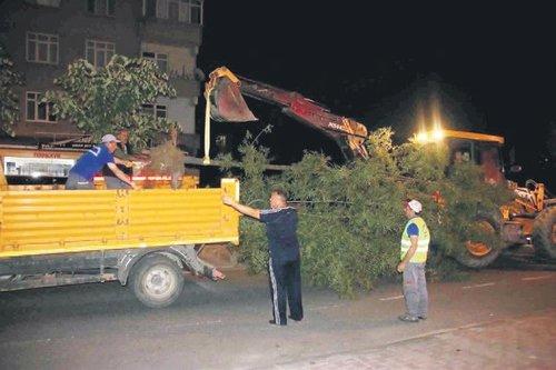 Tekirdağ'da CHP'li belediyenin ağaç katliamı sürüyor