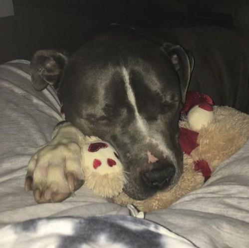 Barınağa bırakılan köpek terk edilince ağladı