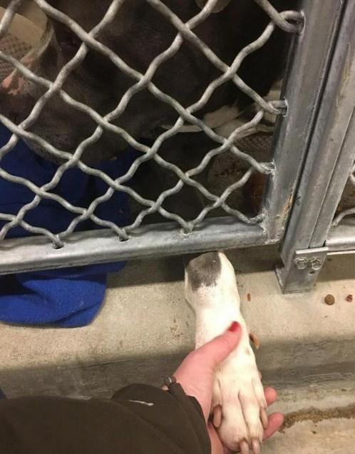 Barınağa bırakılan köpek terk edilince ağladı