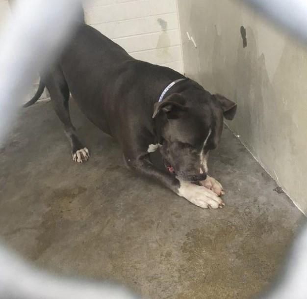 Barınağa bırakılan köpek terk edilince ağladı