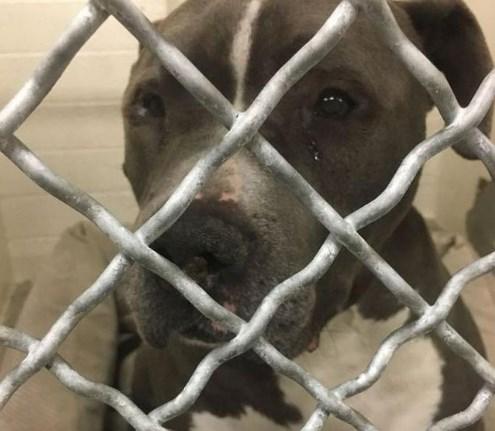 Barınağa bırakılan köpek terk edilince ağladı