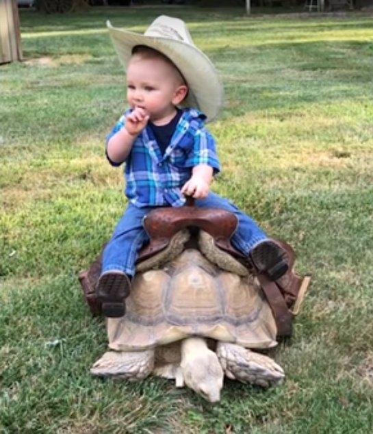 Kaplumbağaya binen küçük kovboy