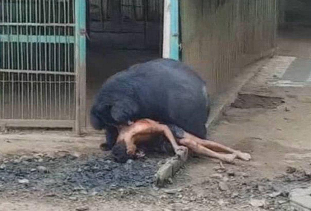 Tayland'da ayı turiste saldırdı