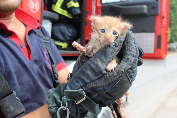 Dereye düşen yavru kedi kurtarıldı