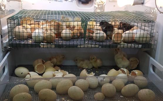Buzdolabından kuluçka makinesi yaptı