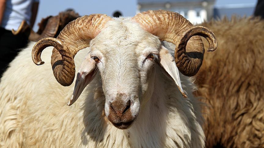Aziz Mahmud Hüdayi Vakfı 40 ülkede kurban kestirecek