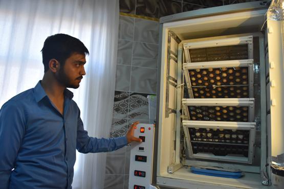 Buzdolabından kuluçka makinesi yaptı