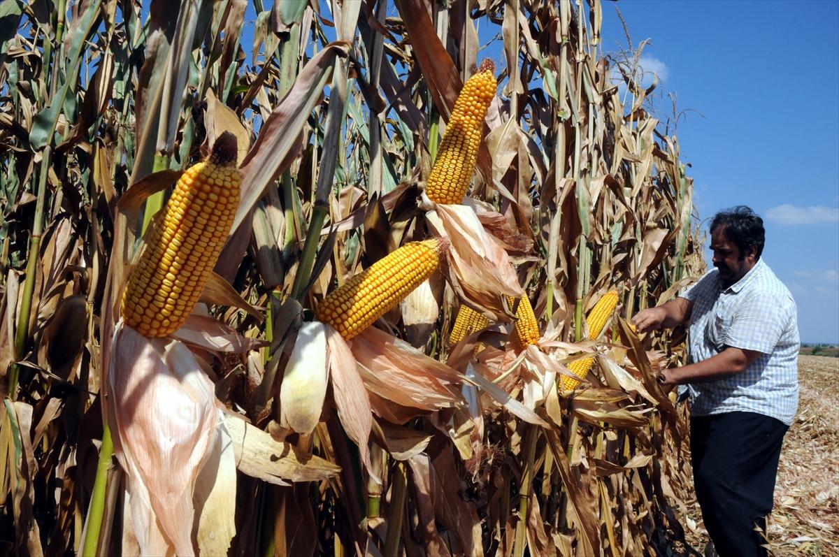 Çukurova'da mısır hasadı başladı